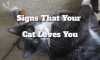 Signs That Your Cat Loves You