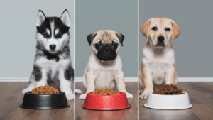 A Puppy’s Proper Diet