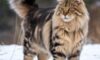 Maine Coon Cats: The Right Way to Care for Them