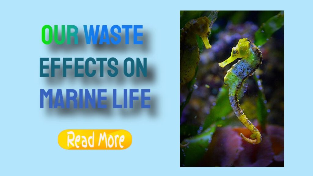 Waste’s Impact on Marine Life: A Critical Concern