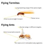 Flying Termites Control: Essential Action Plan for Homeowners