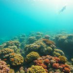 Scuba Diving Adventures: Explore Belize’s Ultimate Destination