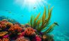 Belize’s Marvels Beneath: A Journey into Underwater Wonders