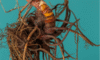 Supplements for Menopause: Natural Support Solutions