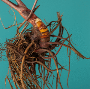 Supplements for Menopause: Natural Support Solutions