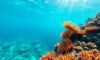 Top Snorkeling Spots and Marine Life at Belize Barrier Reef