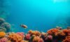 Diving and Snorkeling Guide to Great Blue Hole Belize