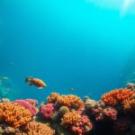 Diving and Snorkeling Guide to Great Blue Hole Belize