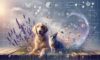 Natural Perfume Alternatives for Pets: Safe Options Available