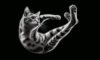 Cats Always Land on Their Feet: The Fascinating Truth